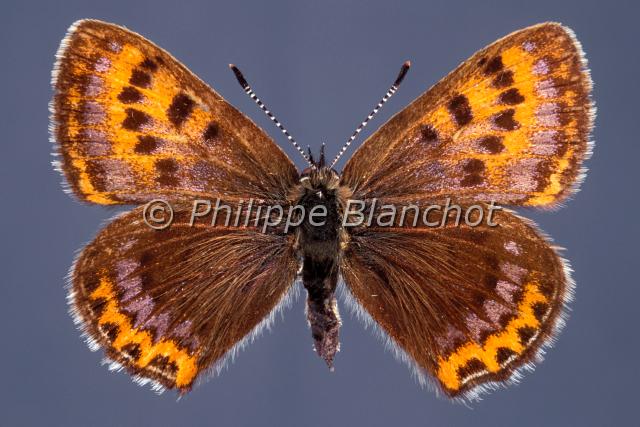 lycaena  helle.JPG - Lycaena (= Helleia) helleCuivré de la BistorteViolet CopperLepidoptera, LycaenidaePapillon protégé en France